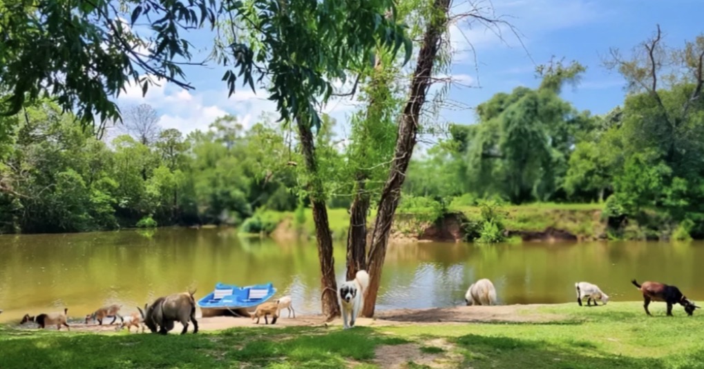 Goats grazing beside Chocolate Bayou